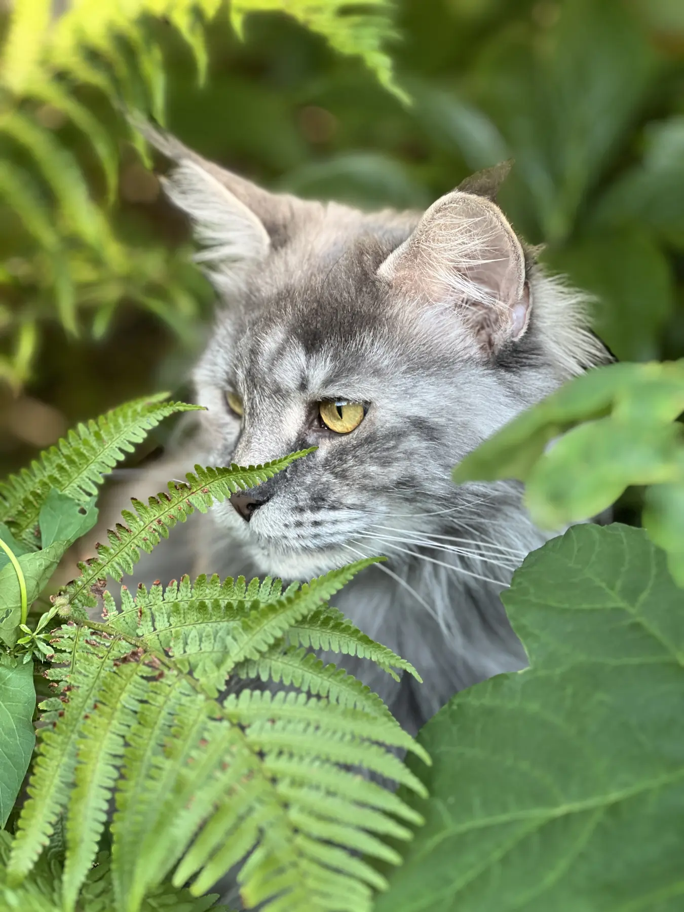 Graue Katze blickt zwischen grünen Farnblättern hervor